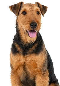 Brown dog with black markings sitting attentively