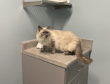 long hair cat in a veterinary clinic