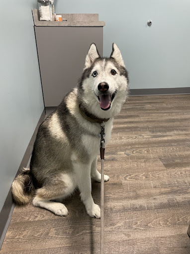 Curious Husky looking at the camera