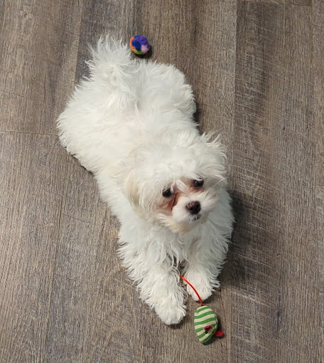 cute white dog playing with a green striped toy